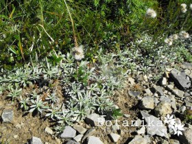 Antennaria dioica